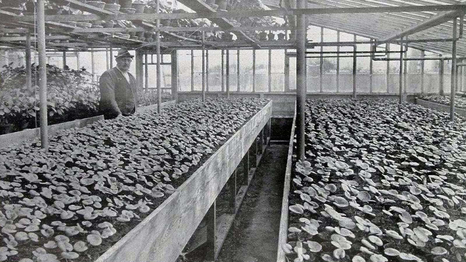Historische Tuin Aalsmeer - Beleef - In de cyclamenkas
