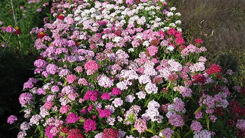 Collectie planten - dianthus-barbatus - Historische Tuin Aalsmeer