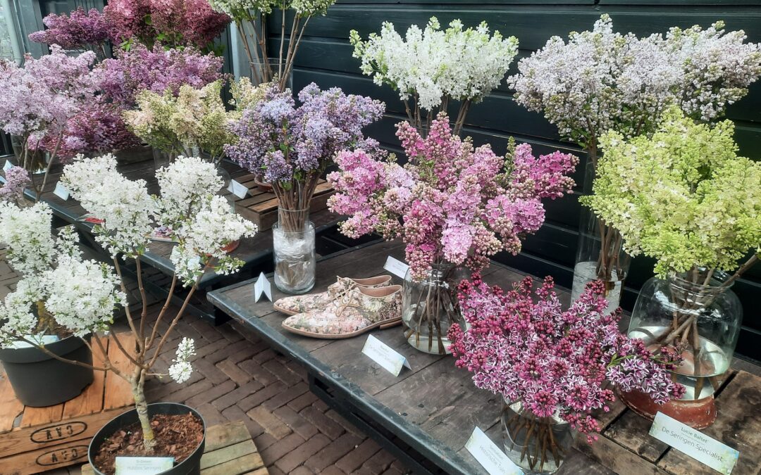 Historische Tuin opent seizoen met Seringenweekend van 4 t/m 6 april
