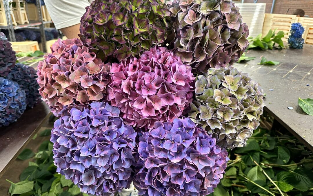 Workshops hortensiakrans maken